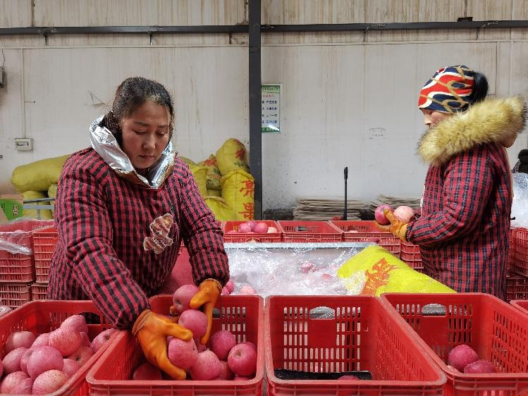 【高鐵來了·心聲】肖正川：慶陽蘋果美名揚(yáng)