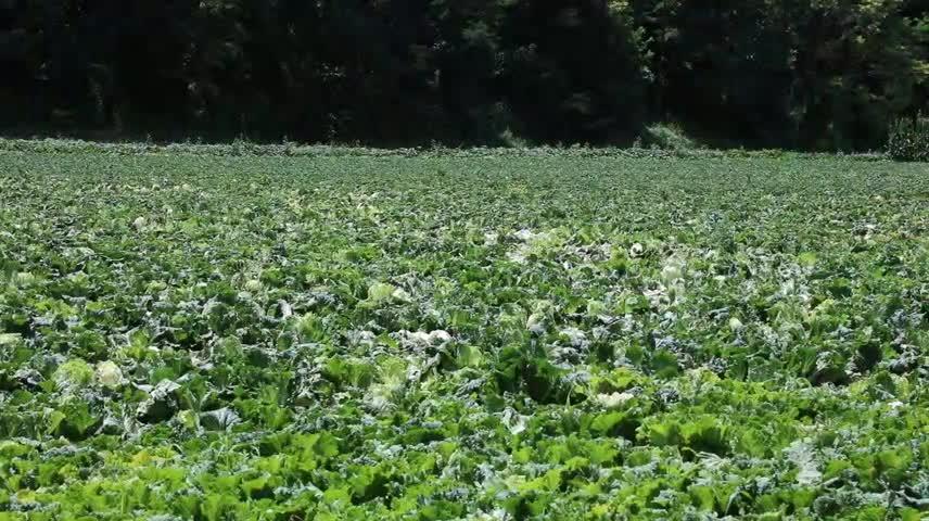 山河鎮(zhèn)解家川村：蔬菜種植正當時 產(chǎn)業(yè)興旺促振興