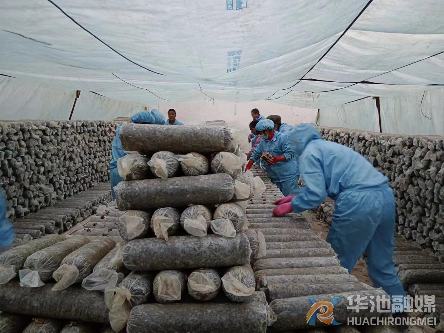 華池：冬季食用菌生產如火如荼進行中