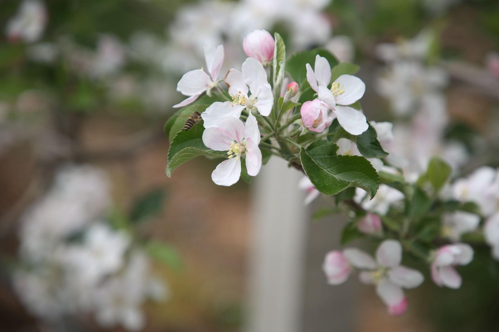 寧縣：蘋果花海醉游人