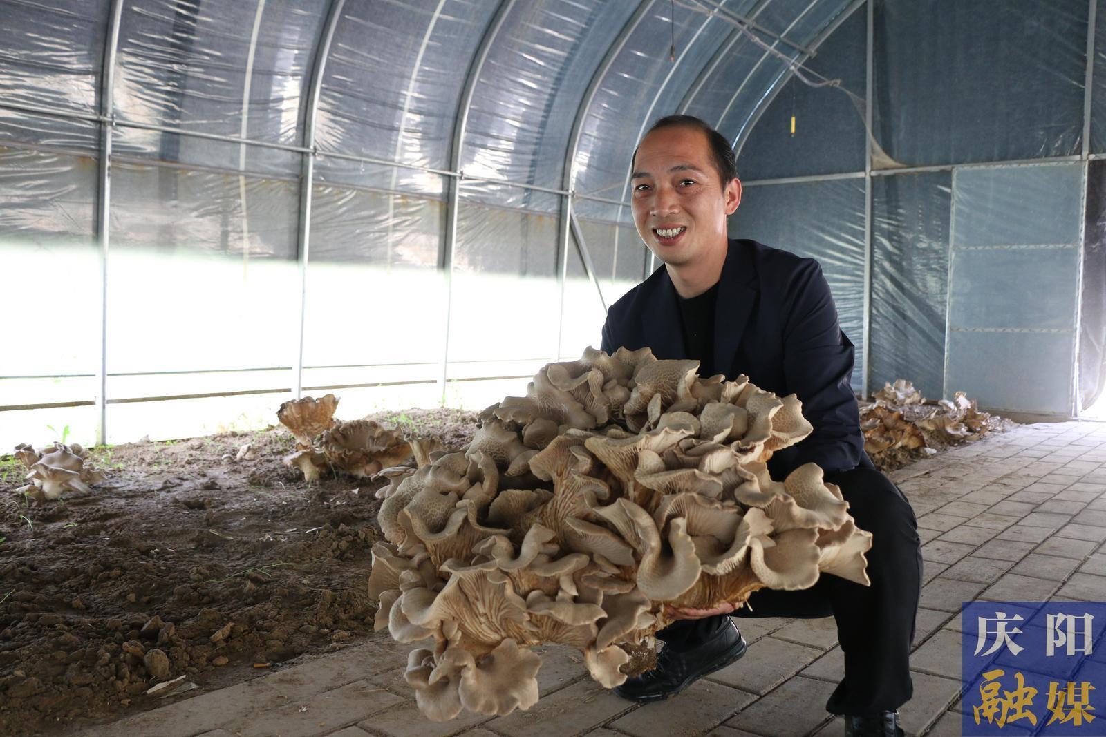 華池縣試種成功比帽子還大的“巨無霸”蘑菇褐靈菇