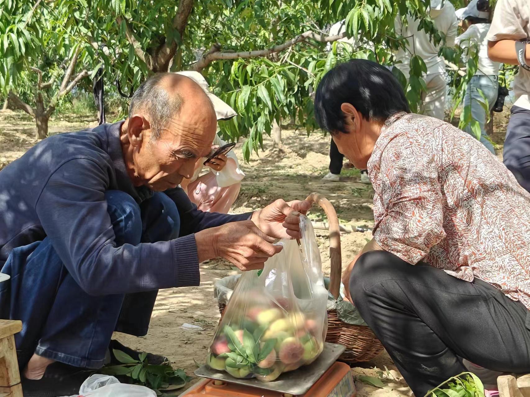 鎮(zhèn)原老馬家的桃園獲豐收：早桃搶鮮上市 受市場(chǎng)追捧