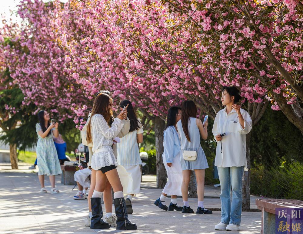 【攝影報道】 春日西峰，櫻花如詩，市民共赴浪漫花事