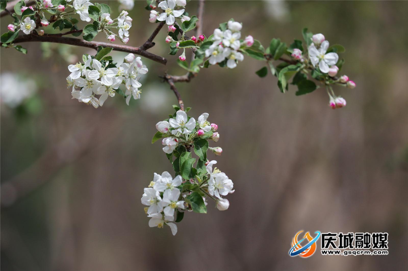 慶城：蘋(píng)果花開(kāi)繪就新畫(huà)卷