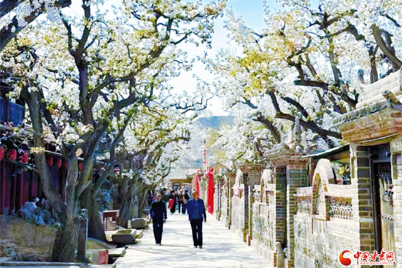 “世界第一古梨園”迎客流高峰 “數(shù)字”技術(shù)成亮點