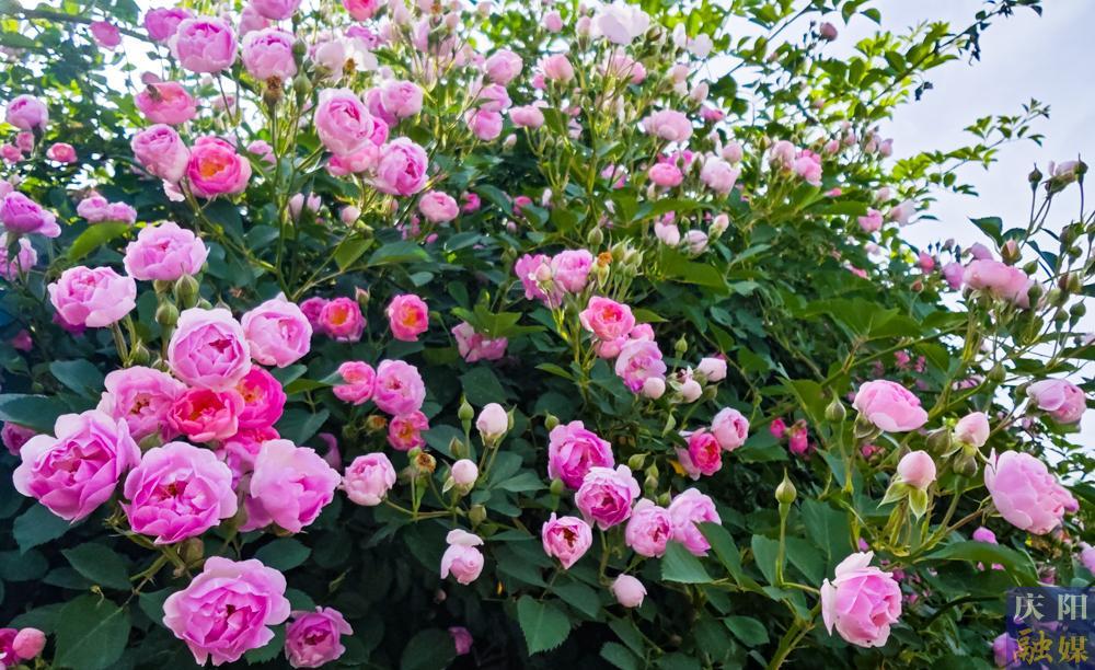 【攝影報(bào)道】薔薇花開！邂逅夏日的浪漫