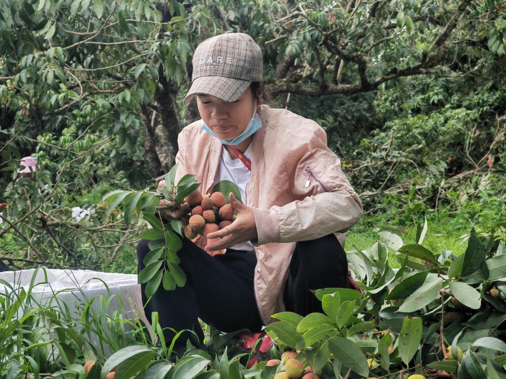 搶“鮮”上市 果園忙——廣西靈山早荔上市見(jiàn)聞
