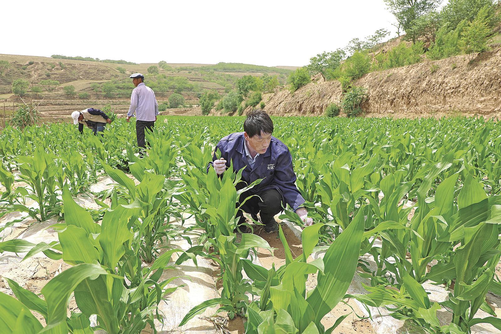 村民搶抓墑情，全力投入玉米管護、缺苗補種等農(nóng)事當(dāng)中