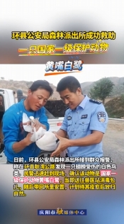 環(huán)縣公安局森林派出所成功救助一只國家一級保護動物黃嘴白鷺